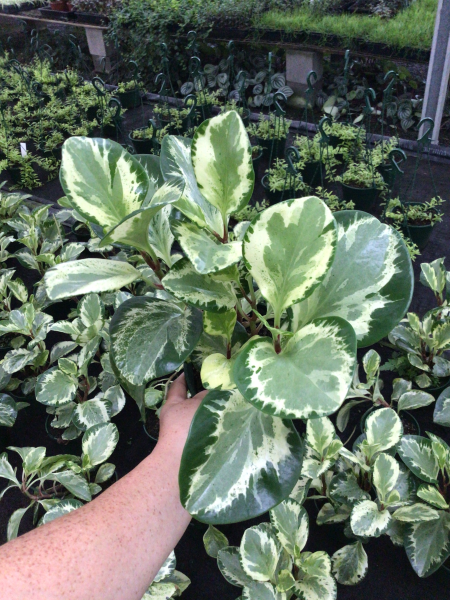 Peperomia Obtusifolia 'Golden Gate' (Golden Gate Peperomia)