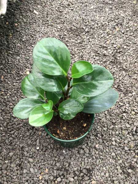 Peperomia Obtusifolia 'Jade' (Jade Baby Rubber Plant)