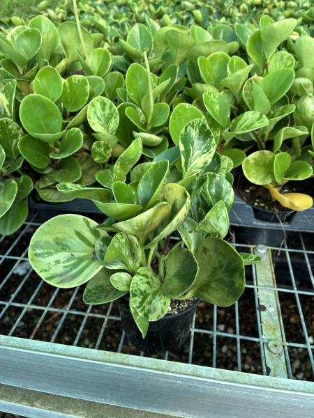 Peperomia Obtusifolia Marble (Marble Peperomia)