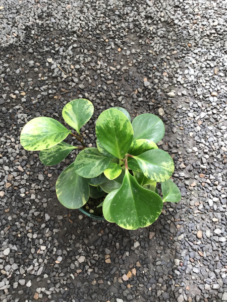 Peperomia Obtusifolia Variegated (Variegated Baby Rubber Plant)