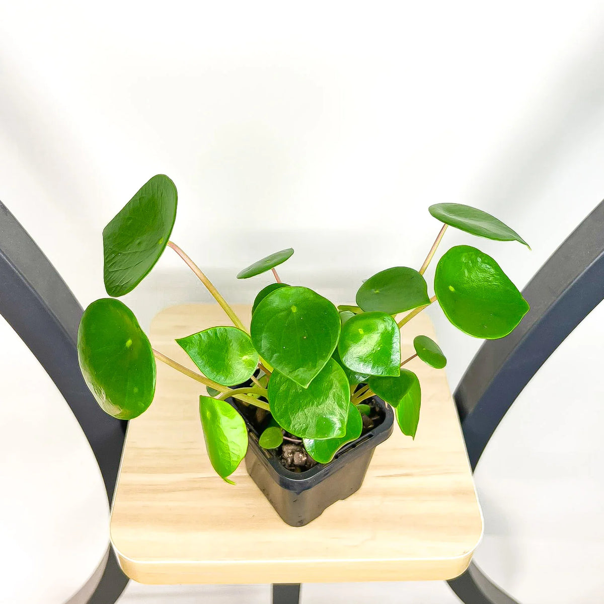 Peperomia Polybotrya (Coin Leaf Peperomia)