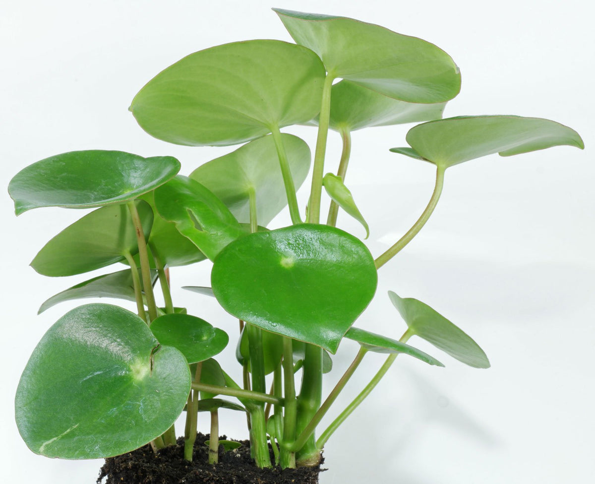 Peperomia Polybotrya (Coin Leaf Peperomia)