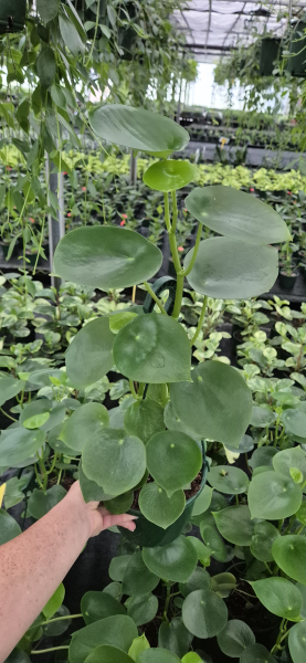 Peperomia Polybotrya (Coin Leaf Peperomia)