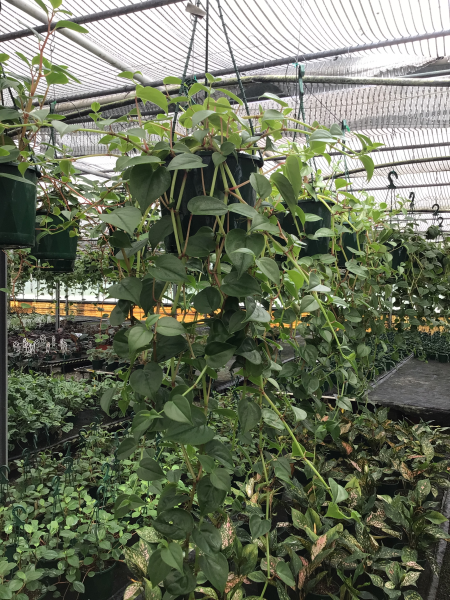 Peperomia Scandens 'Green Form' (Cupid Peperomia) – Hanging Basket