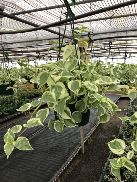 Peperomia Scandens 'Variegata' (Variegated Cupid Peperomia) – Hanging Basket