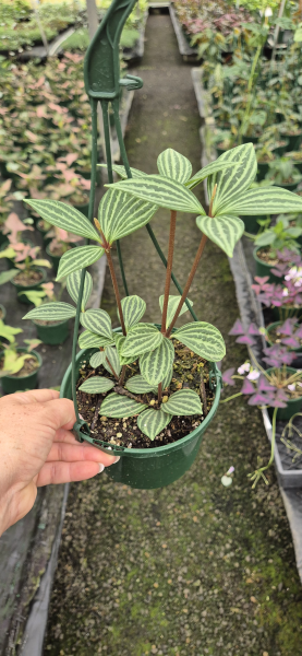 Peperomia Puteolata (Parallel Peperomia, Syn. Peperomia Tetragona)