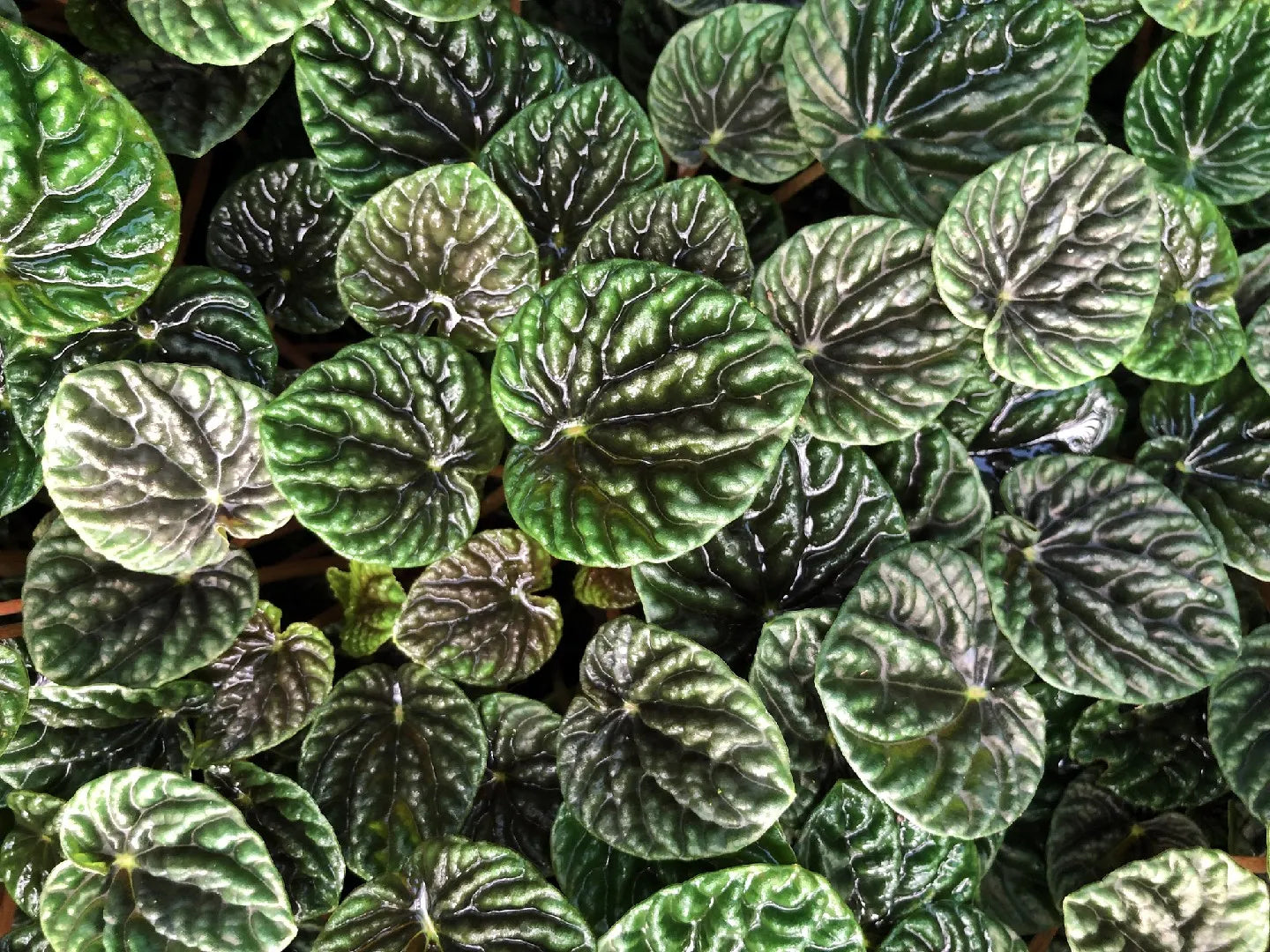 Peperomia Caperata (Emerald Ripple Peperomia)
