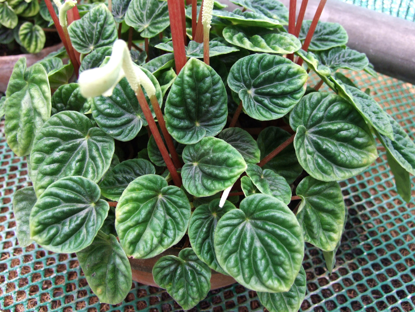 Peperomia Caperata (Emerald Ripple Peperomia)