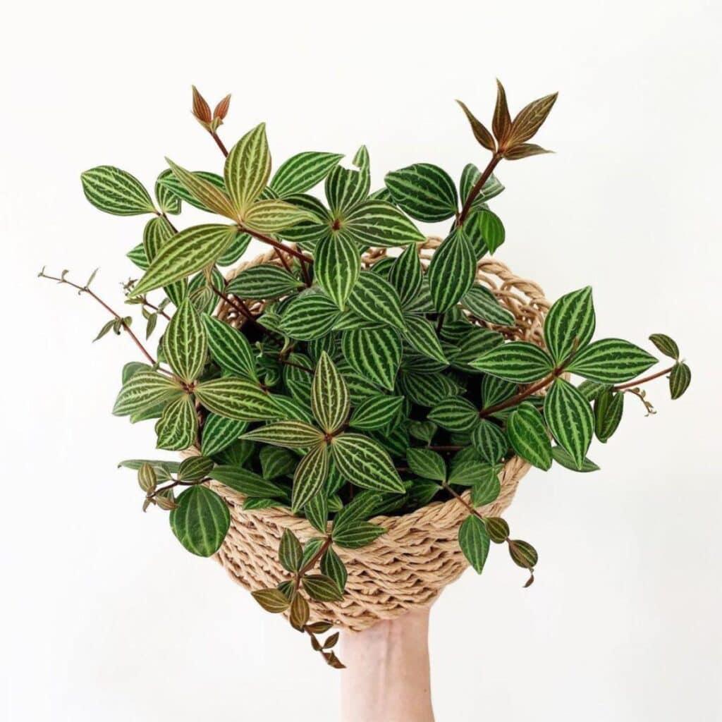 Peperomia puteolata (Parallel Peperomia)