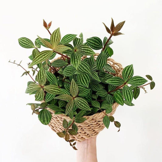 Peperomia Puteolata (Parallel Peperomia, Syn. Peperomia Tetragona)