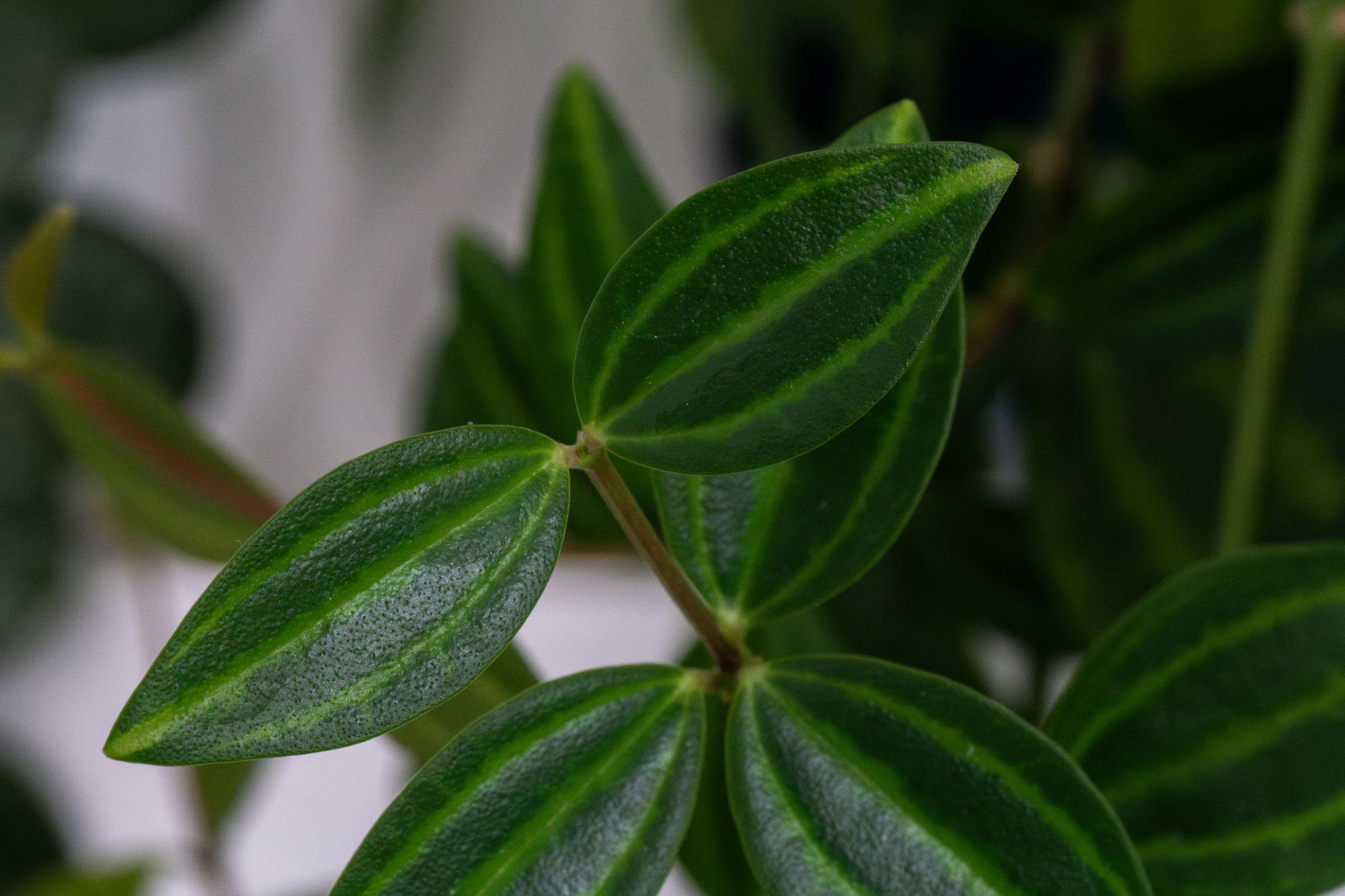 Peperomia puteolata (Parallel Peperomia)