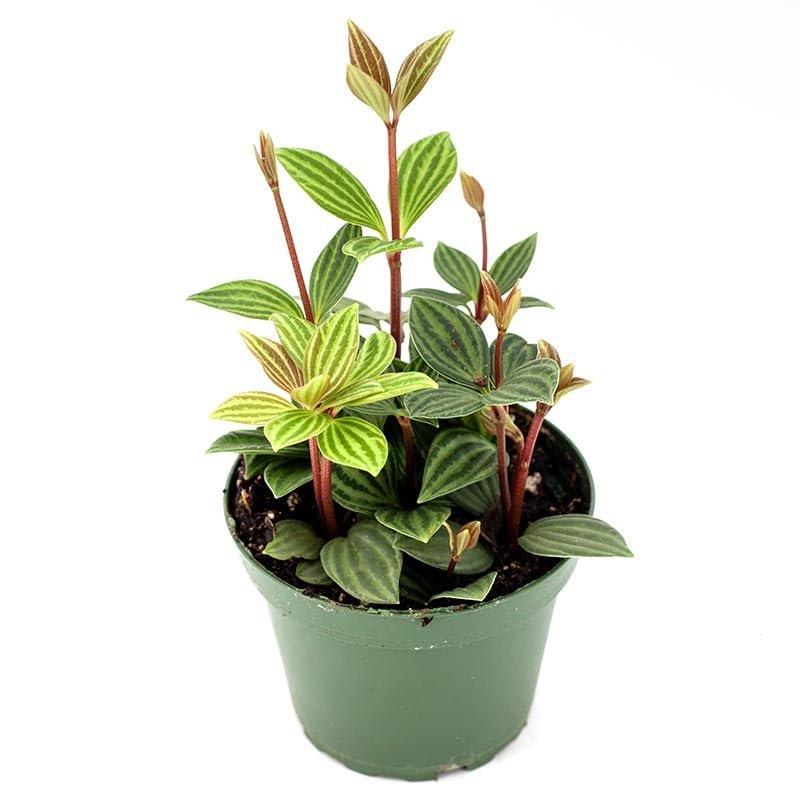 Peperomia puteolata (Parallel Peperomia)