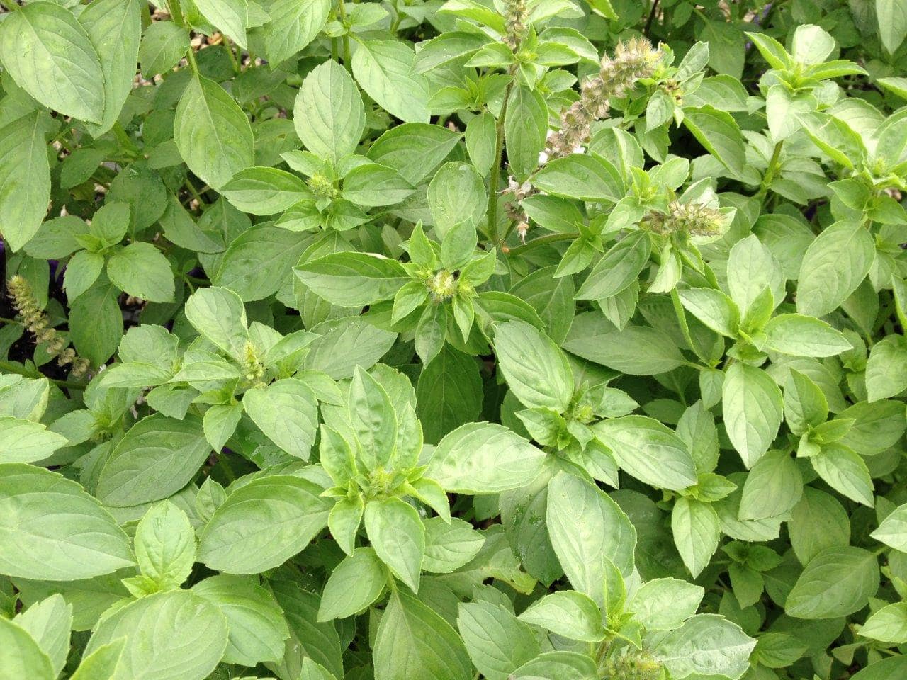 Ocimum Gratissimum (Perennial Basil)