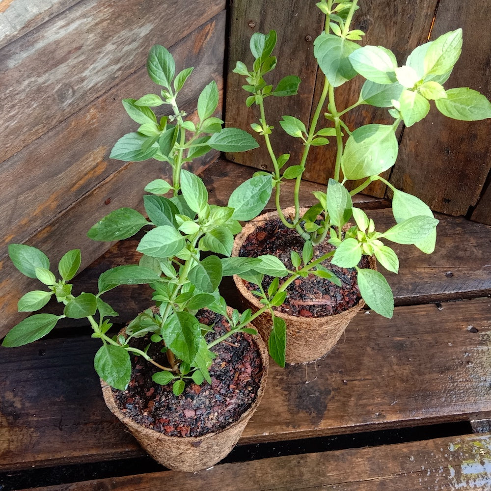 Ocimum Gratissimum (Perennial Basil)