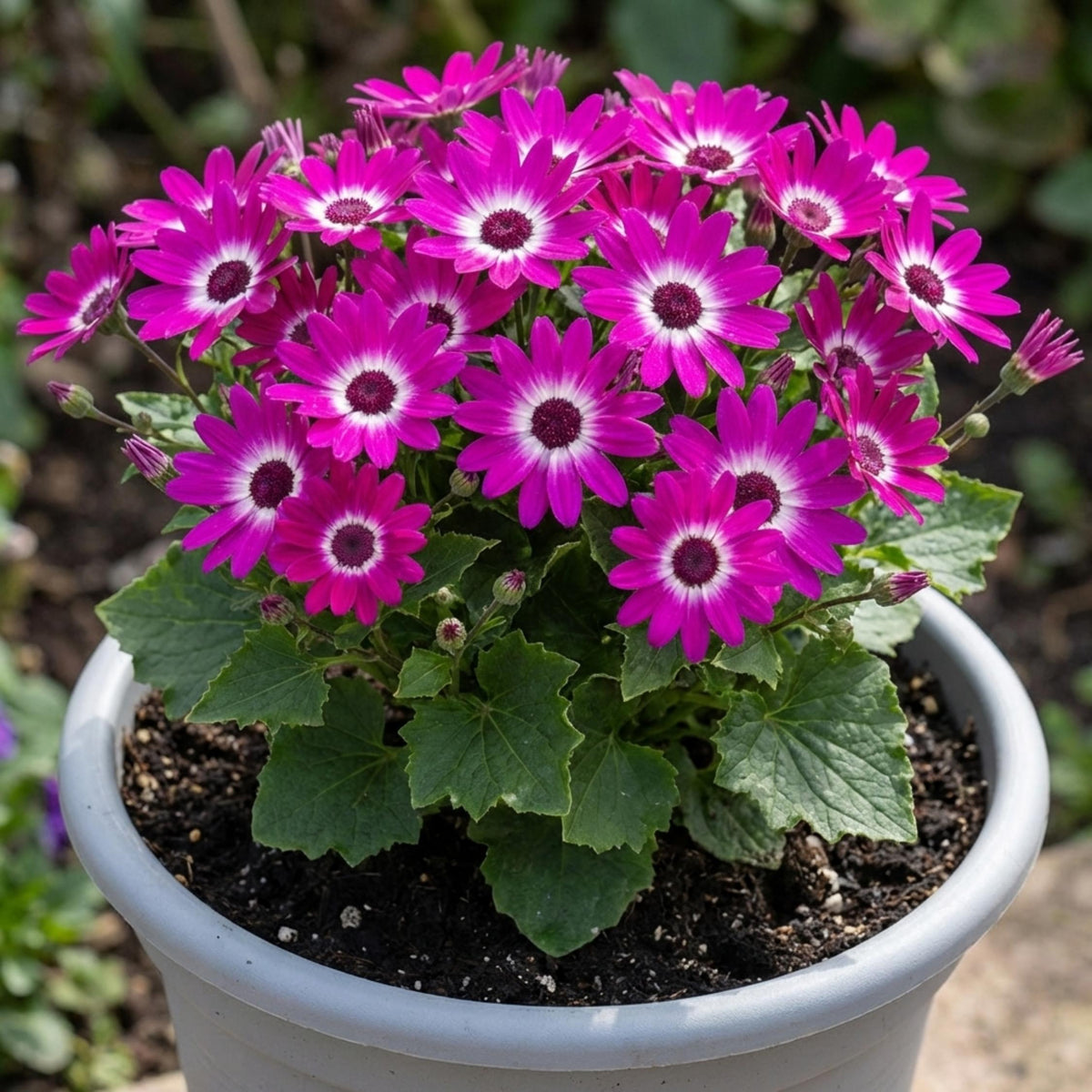 Pericallis ‘Senetti Magenta Delight’ (Senetti Magenta Delight)