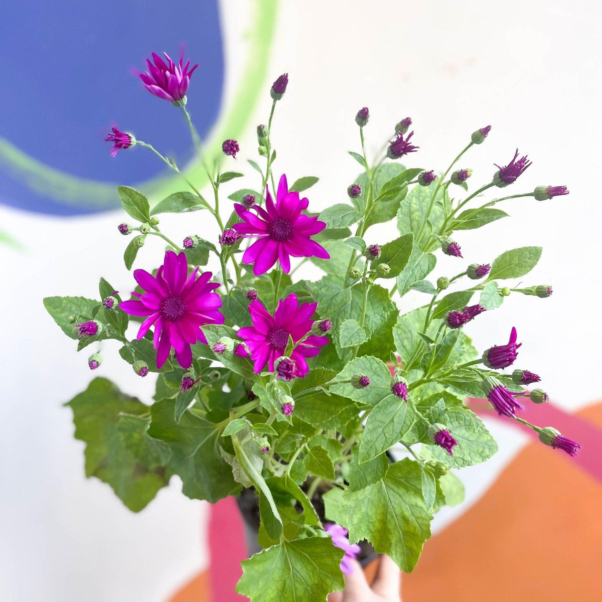 Pericallis ‘Senetti Magenta Delight’ (Senetti Magenta Delight)
