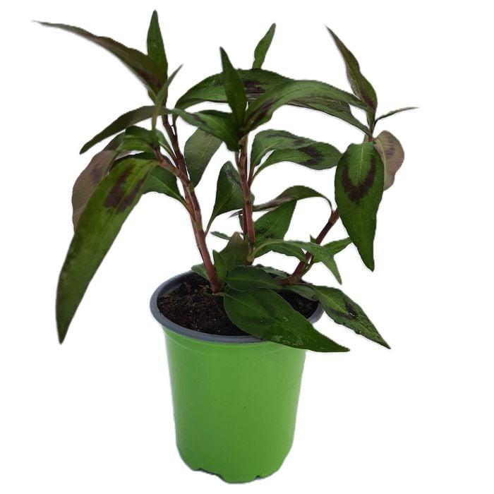Persicaria Odorata (Laksa Leaf / Vietnamese Coriander)