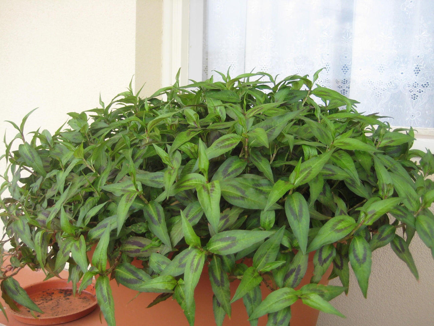 Persicaria Odorata (Laksa Leaf / Vietnamese Coriander)