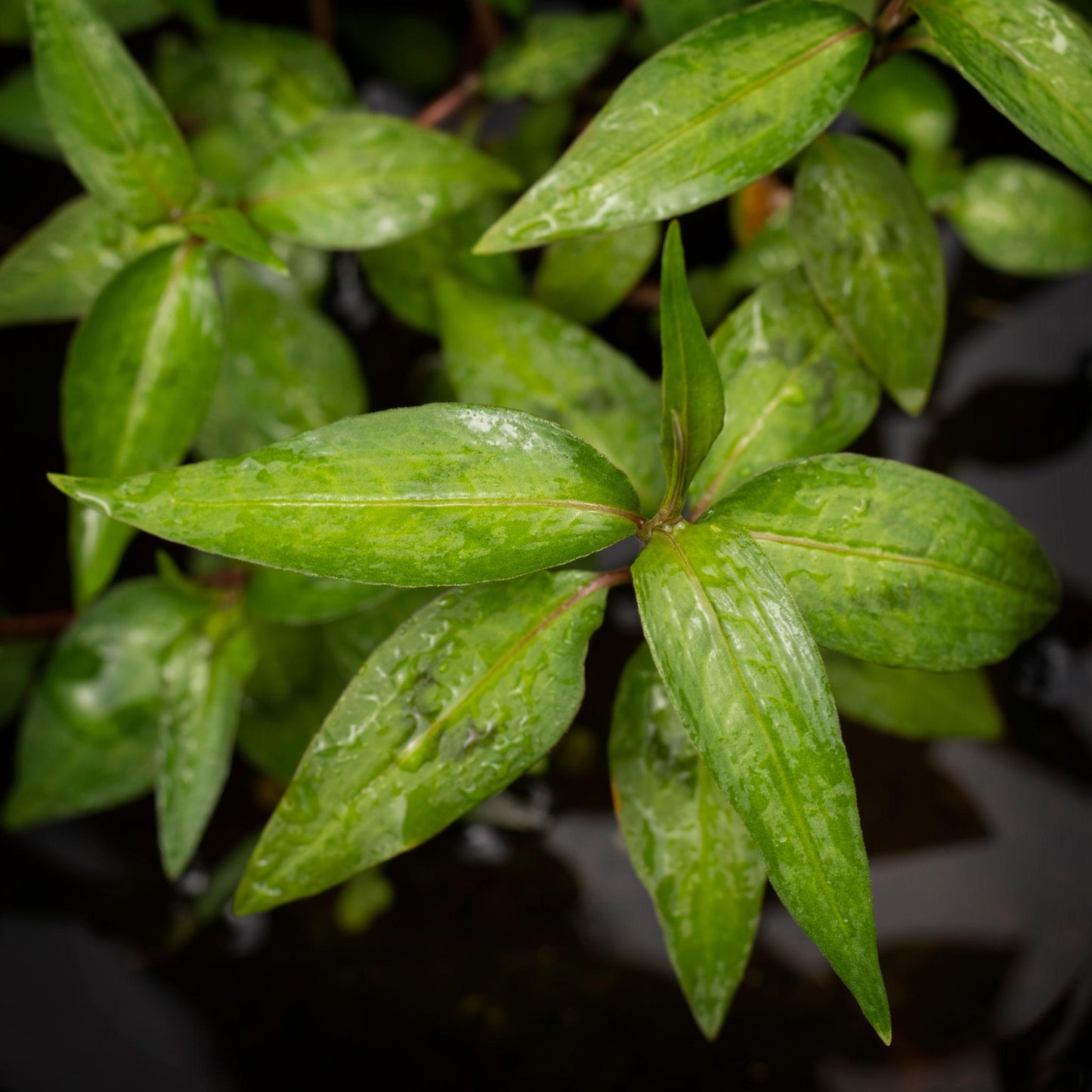 Persicaria Odorata (Laksa Leaf / Vietnamese Coriander)