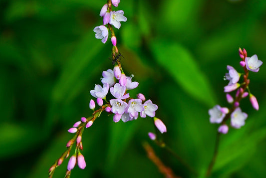 Persicaria Odorata (Laksa Leaf / Vietnamese Coriander)