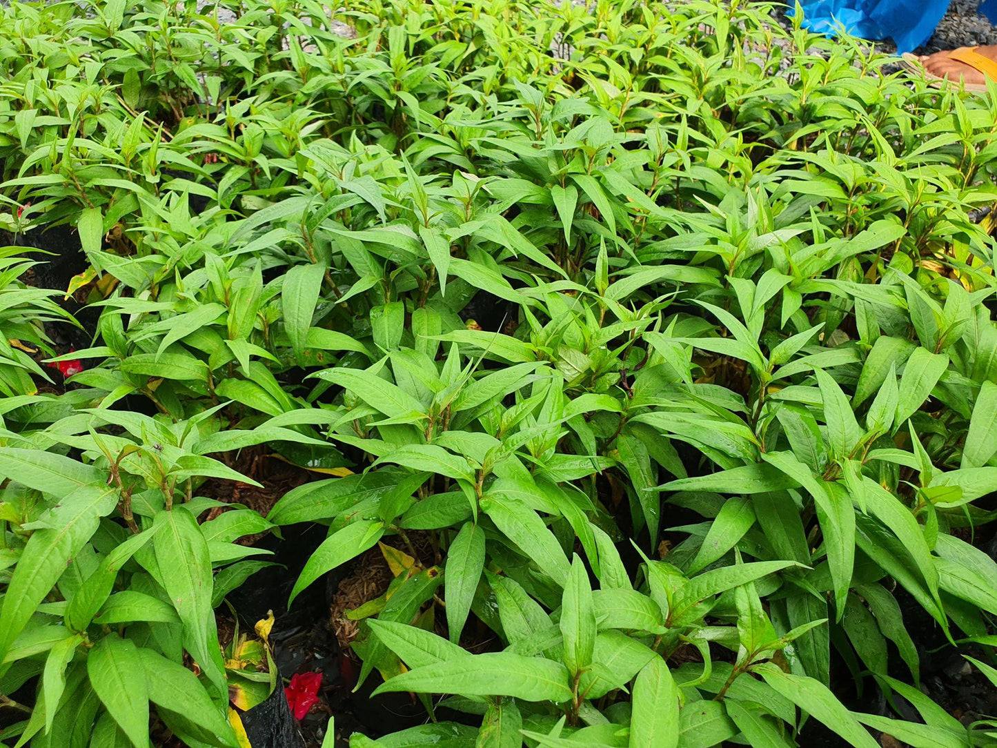 Persicaria Odorata (Laksa Leaf / Vietnamese Coriander)