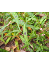 Persicaria decipiens (Slender Knotweed)