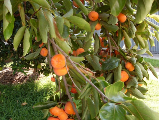 Diospyros kaki 'Nightingale' (Nightingale Persimmon)