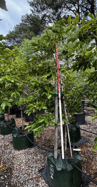 Diospyros Kaki 'Izu' (Astringent Persimmon)