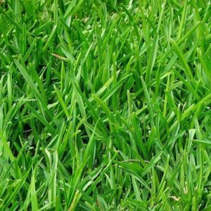 Lolium Perenne (Pet Grass)
