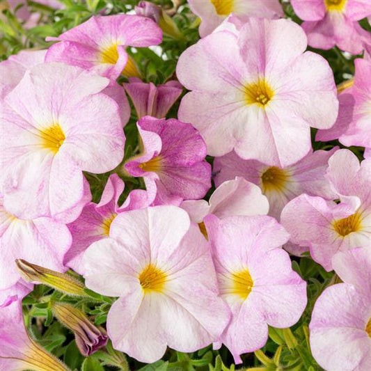 Petchoa SuperCal® Premium ‘Pink Mist’ (Petchoa)