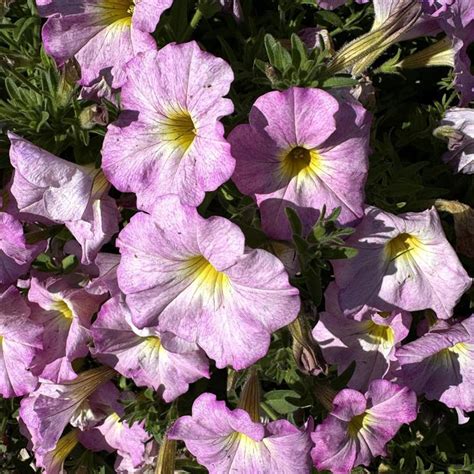 Petchoa SuperCal® Premium ‘Pink Mist’ (Petchoa)