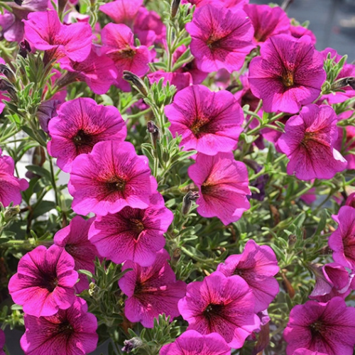 Petchoa SuperCal® Premium 'Purple Dawn' (Petchoa)