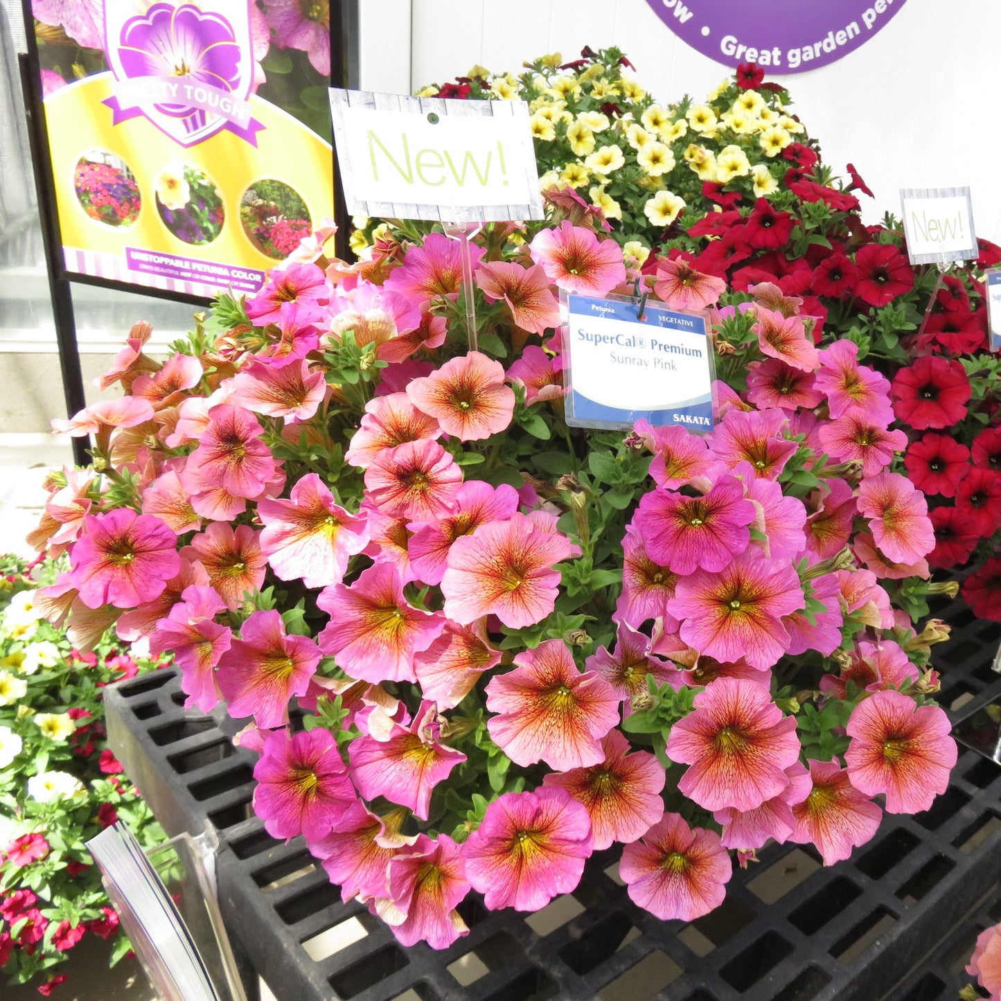 Petchoa 'SuperCal® Sunray Pink' (Petchoa)