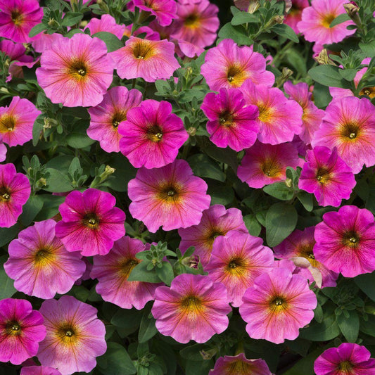 Petchoa 'SuperCal® Sunray Pink' (Petchoa)