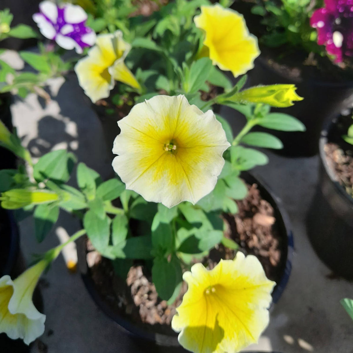 Petunia Hybrid ‘Bees Knees’ (Bees Knees Petunia)