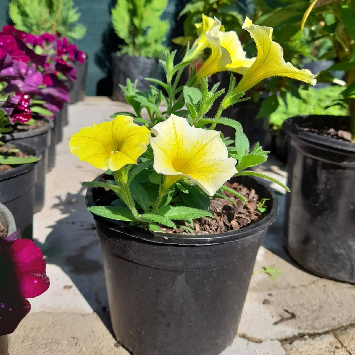 Petunia Hybrid ‘Bees Knees’ (Bees Knees Petunia)