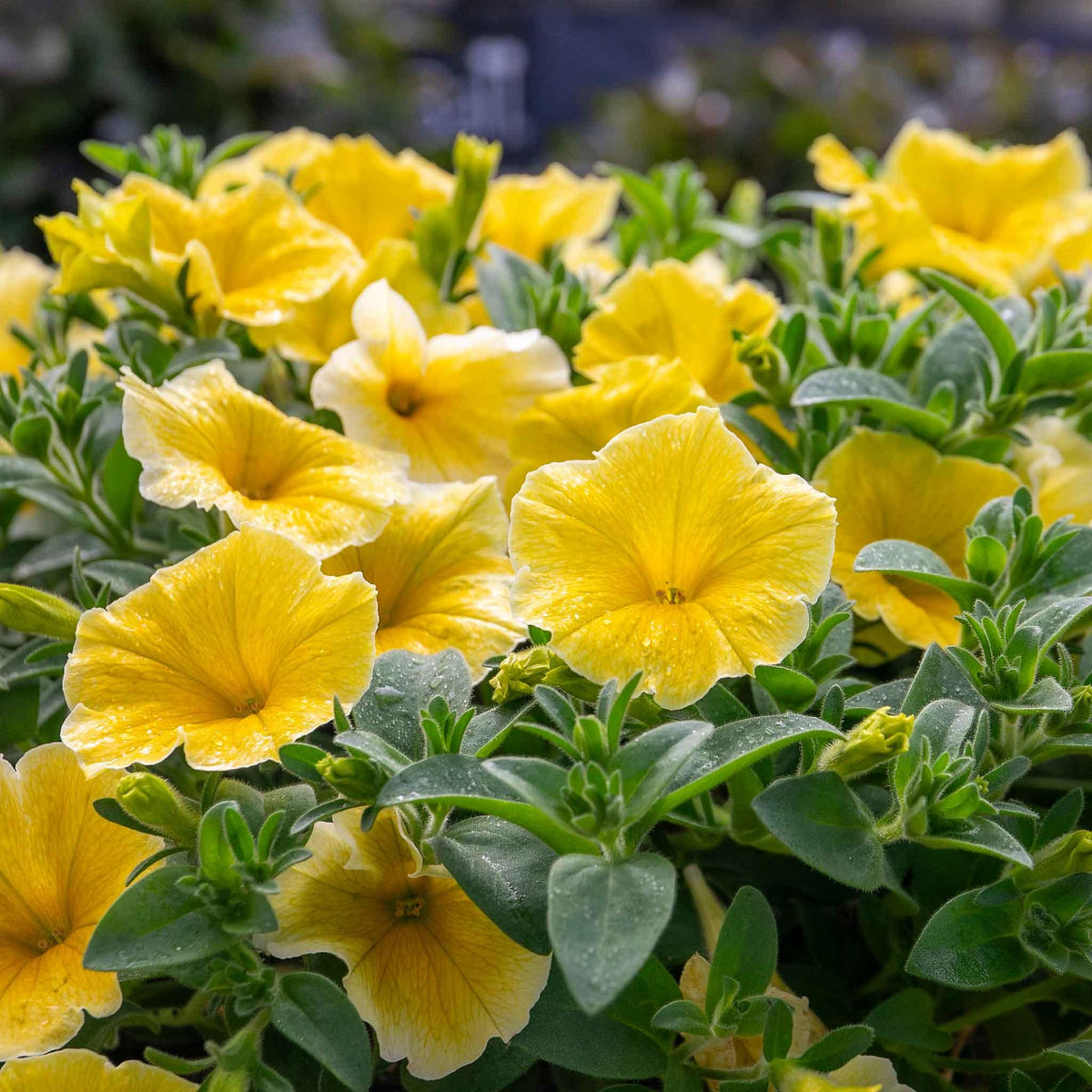 Petunia Hybrid ‘Bees Knees’ (Bees Knees Petunia)