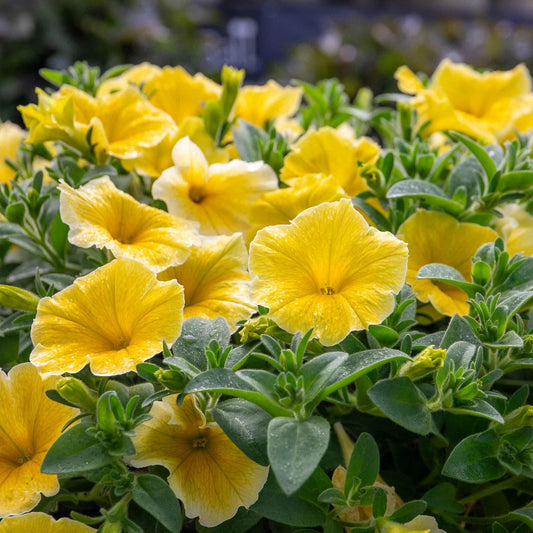 Petunia Hybrid ‘Bees Knees’ (Bees Knees Petunia)