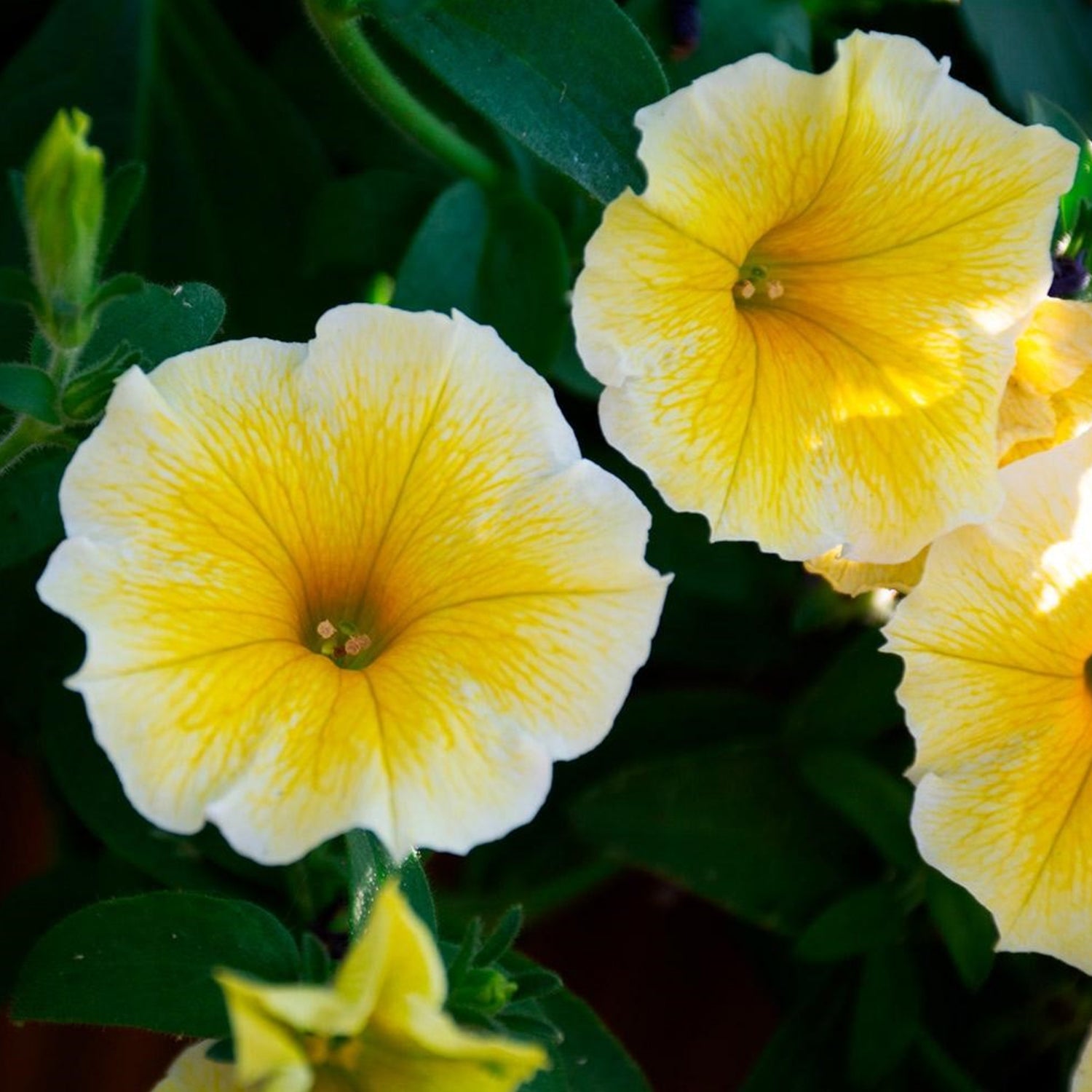 Petunia Hybrid ‘Bees Knees’ (Bees Knees Petunia)