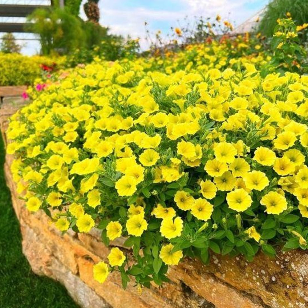 Petunia Hybrid 'Supertunia® Mini Vista Yellow' (Yellow Petunia)