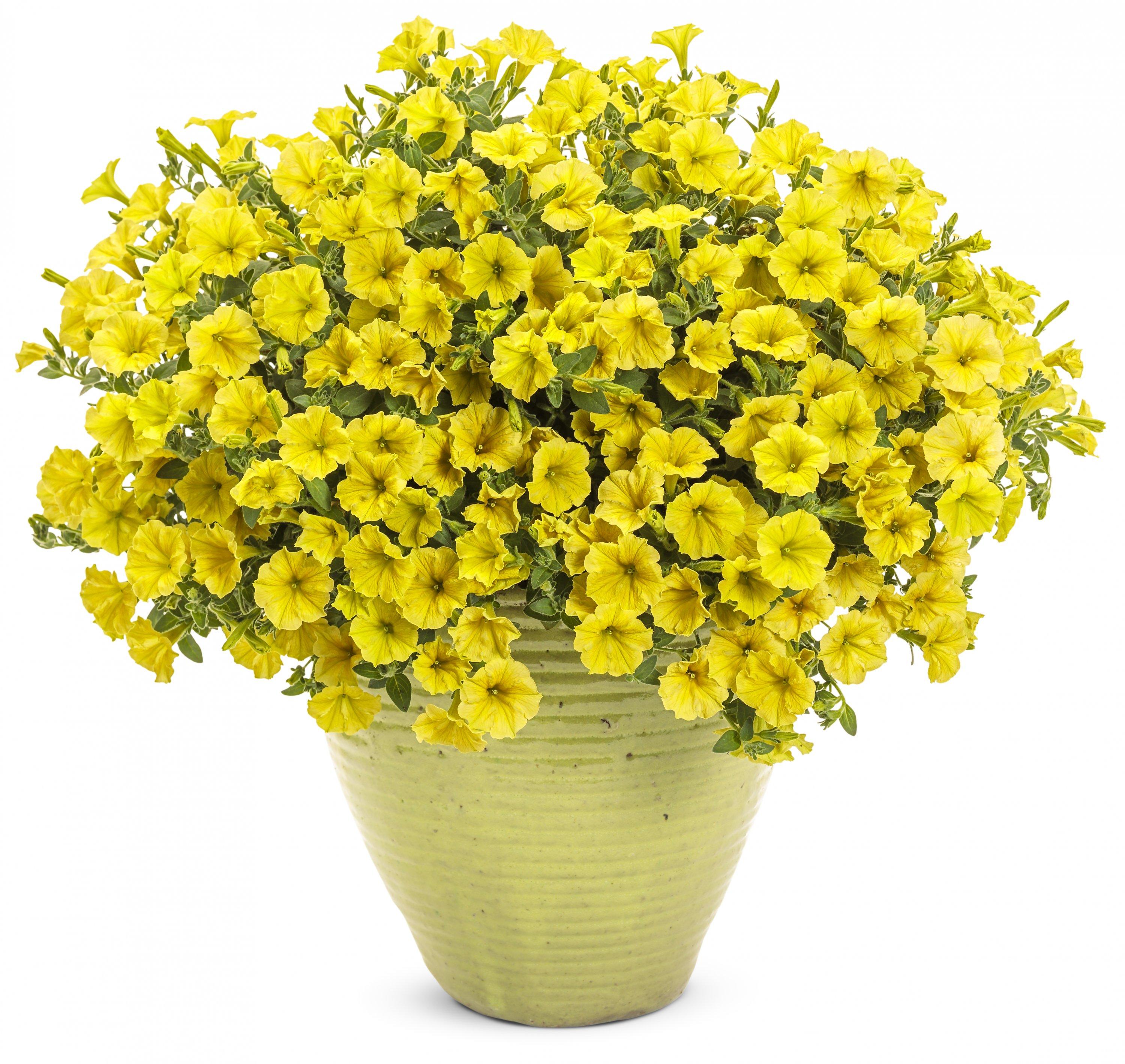 Petunia Hybrid 'Supertunia® Mini Vista Yellow' (Yellow Petunia)