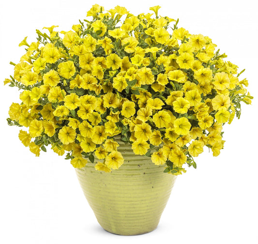 Petunia Hybrid 'Supertunia® Mini Vista Yellow' (Yellow Petunia)