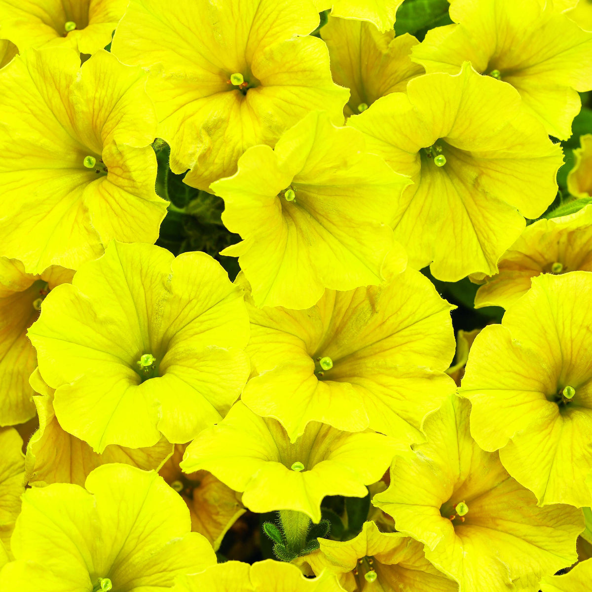 Petunia Hybrid 'Supertunia® Mini Vista Yellow' (Yellow Petunia)