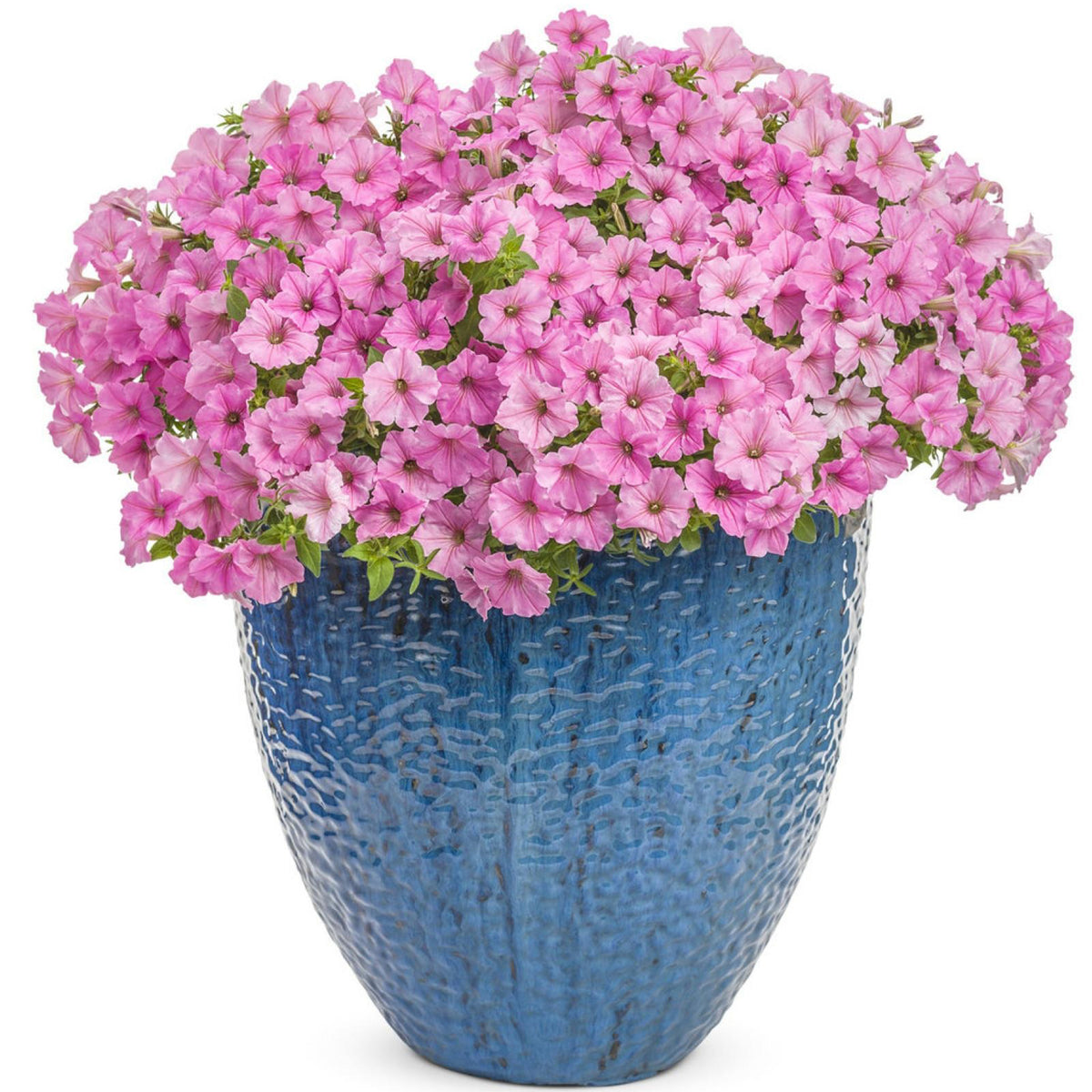 Petunia Hybrid 'Supertunia® Vista Bubblegum' (Bubblegum Petunia)