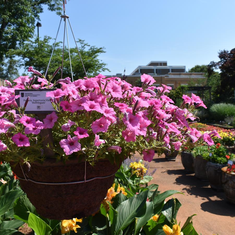 Petunia Hybrid 'Supertunia® Vista Bubblegum' (Bubblegum Petunia)