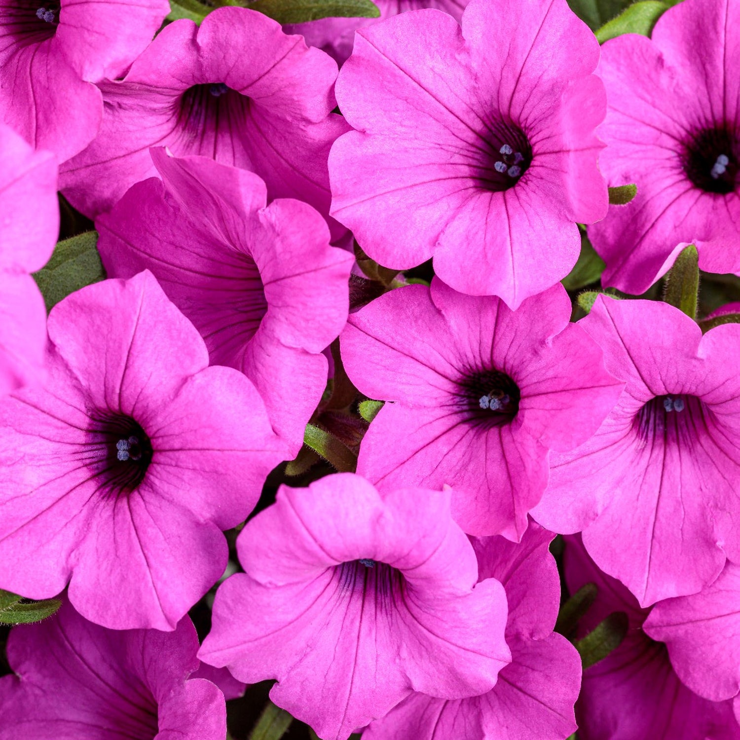 Petunia Hybrid 'Supertunia® Vista Jazzberry’ (Jazzberry Petunia)