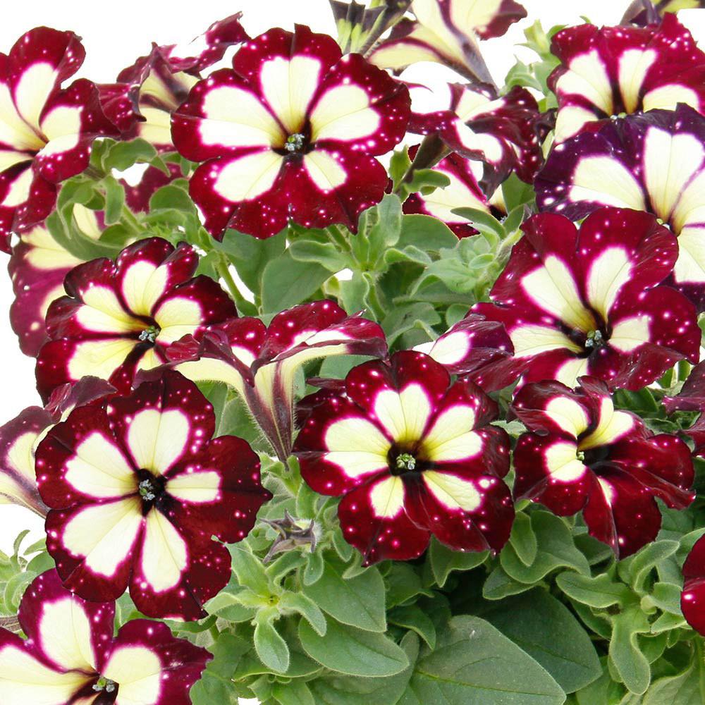 Petunia X Hybrida 'Festive Sky' (Festive Sky Petunia)