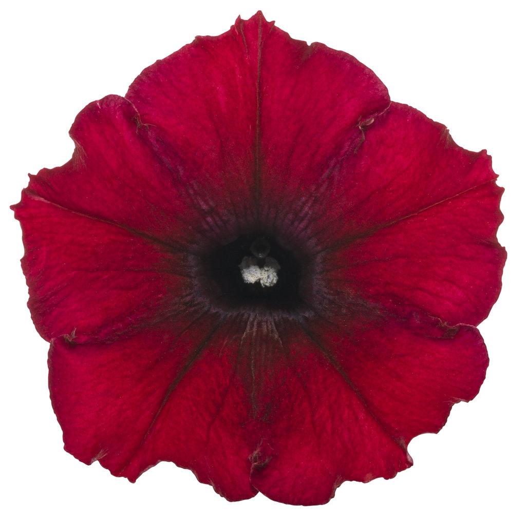 Petunia ‘Supertunia Black Cherry’ (Black Cherry Petunia)