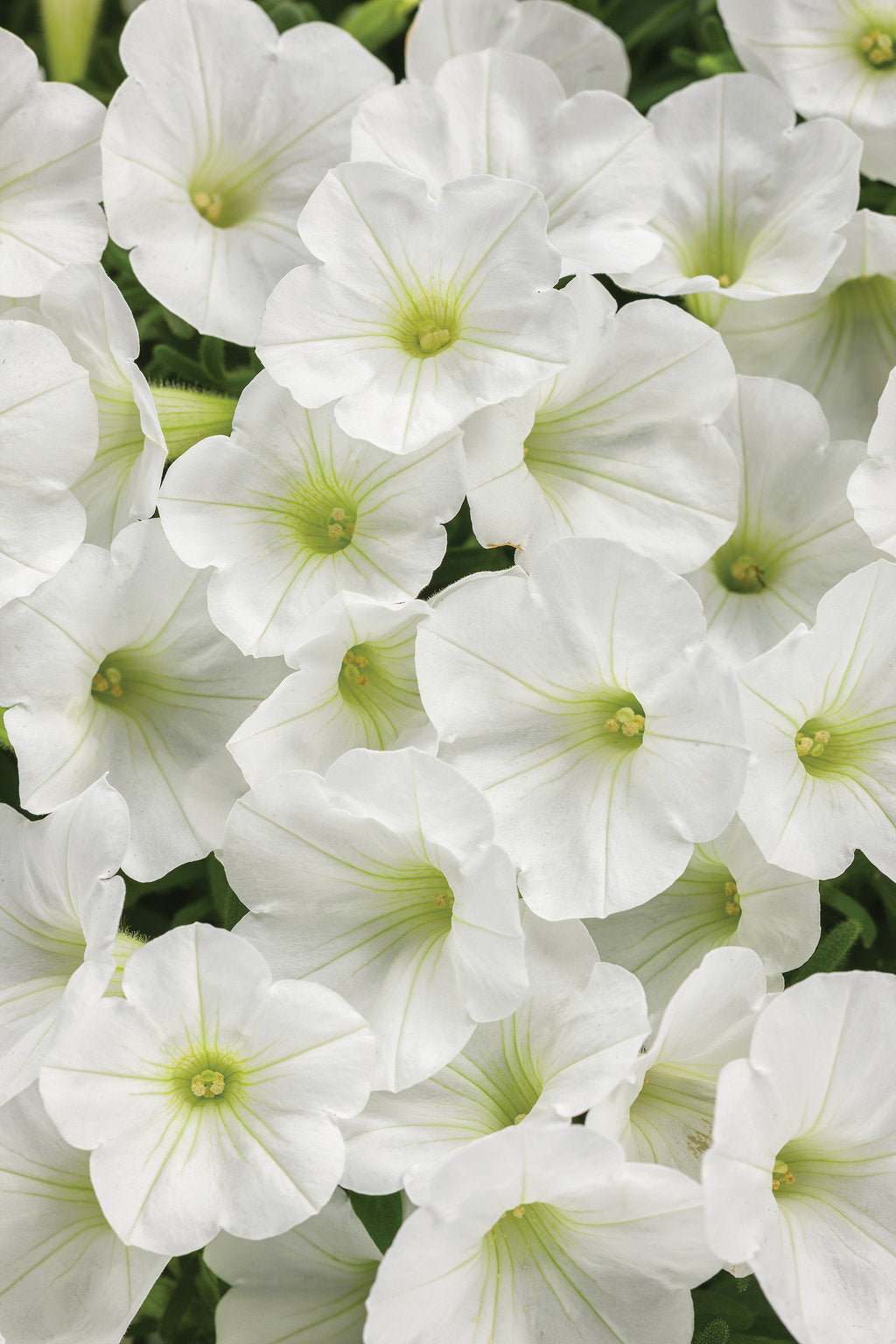 Petunia 'Supertunia Mini Vista® White' (Petunia)