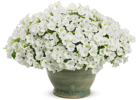 Petunia 'Supertunia Mini Vista® White' (Petunia)